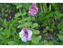 �������� ��������