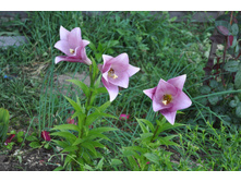 ����� �������� ����������