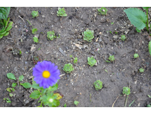 ����� ��������