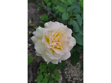 �� ������ ���