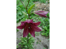 ����� �����