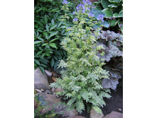 ������ Varigated Jacob's Ladder-250�