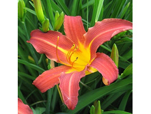 �������� Autumn Red-150�