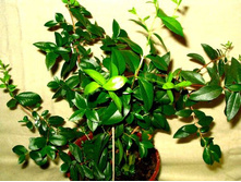 ���� ������������� - ������ �������� �������� ....