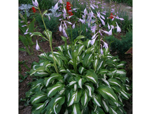 ����� Mediovariegata-200�