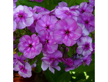����� ���. Magic Blue-150� - � ������� 7 ��