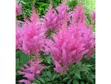 �������� Gloria Purpurea - 150�