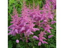 �������� ��. Amethyst150�