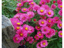 ����� �������������� September Ruby-150�