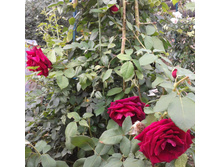 ����-0257 (2).jpg