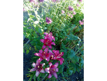 ������� ��������� ����� � �������.jpg