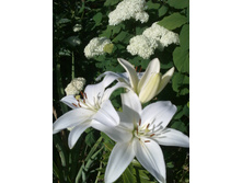 ����� ������� ���������� �������1.jpg