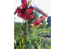 ����� ����� �����.jpg