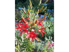 ����� ����._�������.jpg