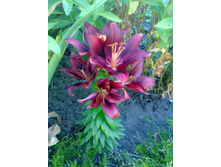 ����� ����� �����.jpg