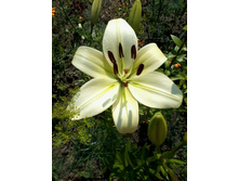 ����� ��������_�.jpg