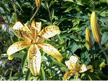 ����� ֣���� ��������.jpg