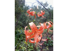 ����� ��������_��������� (1).jpg