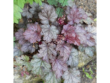 ������� Amethyst Mist.jpg