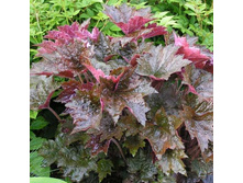 �������  Palace Purple-150�