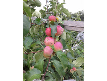 ����-0283 — �����.jpg