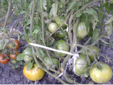 ����-0291 — �����.jpg