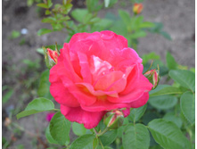 DSC_0010.JPG