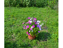 DSC_0056.JPG