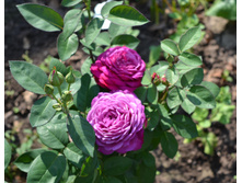 DSC_0062.JPG