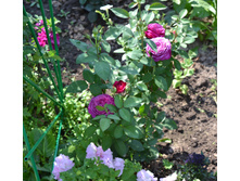 DSC_0063.JPG