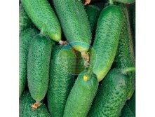 ������ �� ������ ���� F1 (10 ��)_8,76 ���.jpg