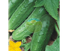 ������ �� ������ ���� F1 (10 ��)_17,46 ���.jpg