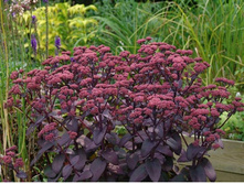 ������ ������ Purple Emperor-200