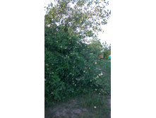 WP_20140801_18_43_22_Pro.jpg