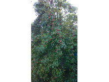 WP_20140801_18_46_27_Pro.jpg