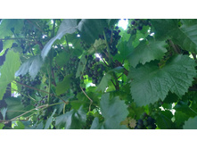 WP_20140801_19_01_09_Pro.jpg