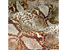 ����� ���� �������� ����� ��� �������