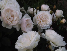 ����������� �������