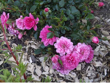 ������, ����������