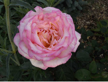 ������ ���