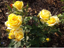 ���� �"��