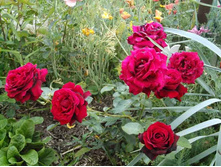 ����������� ������� � �����