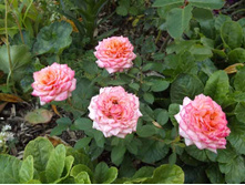 ������� �� ������