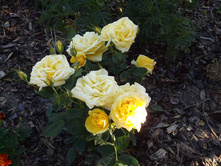 ���� �"��