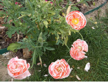 ��� ���������