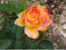 ������ ���