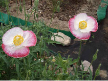 ��� ���������