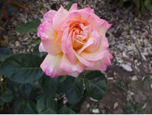 ������ ���