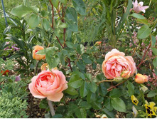 ��� �����