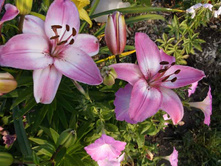 ����� ������